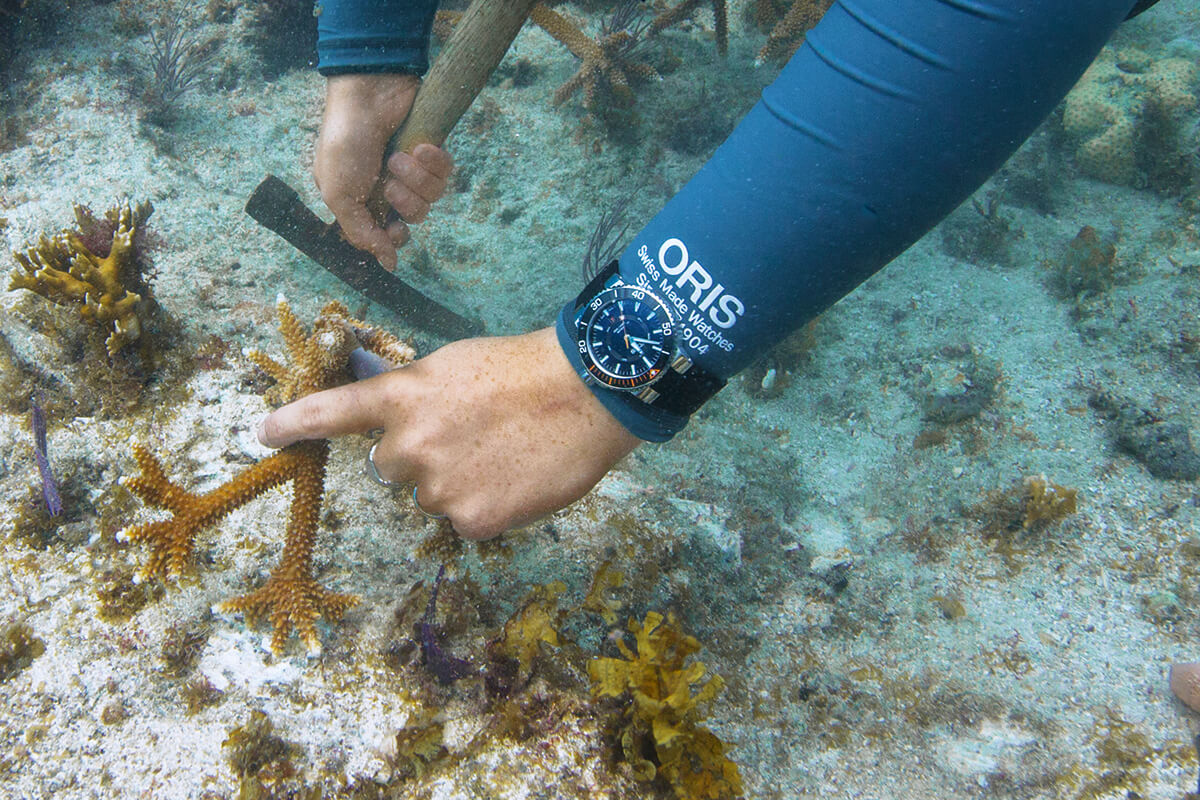 Oris Staghorn Restoration Limited Edition - Press Event_03.tif